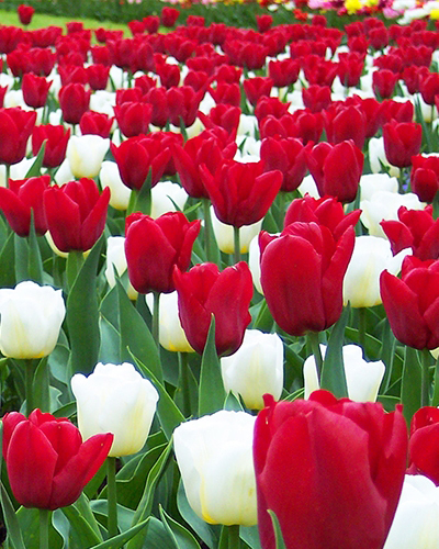 Reason to be Cheerfull.jpg